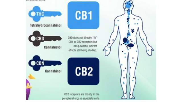 Terpenes and the Endocannabinoid System