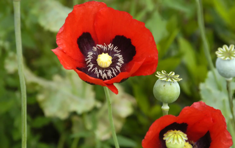 The Healing Power of Homeopathy course Session 4